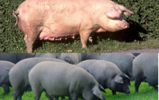 Diferencia entre jamón serrano y ibérico